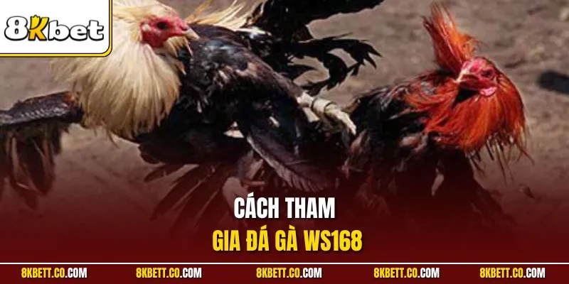 Cách tham gia đá gà Ws168