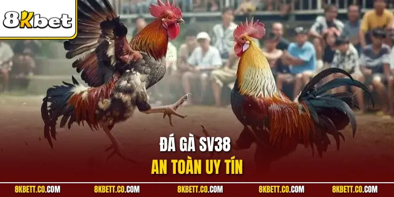Đá gà SV38 an toàn uy tín