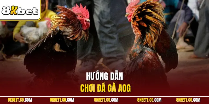 Hướng dẫn chơi đá gà AOG