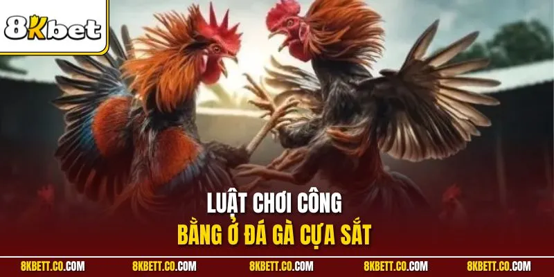 Luật chơi công bằng ở đá gà cựa sắt 