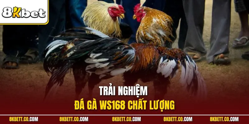 Trải nghiệm đá gà Ws168 chất lượng