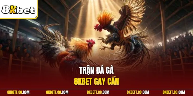 Trận đá gà 8KBET gay cấn