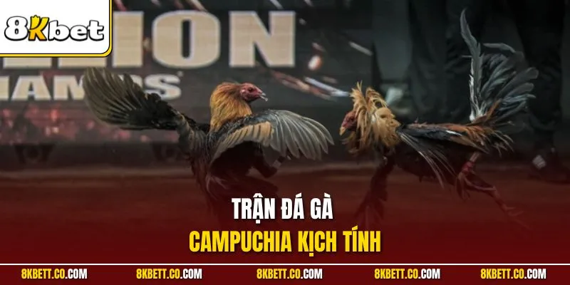 Trận đá gà Campuchia kịch tính