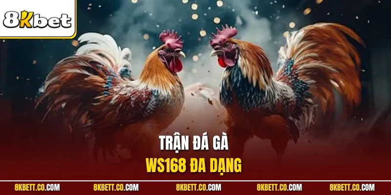 Trận đá gà Ws168 đa dạng 