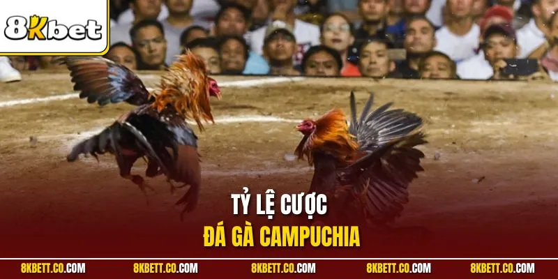 Tỷ lệ cược đá gà Campuchia