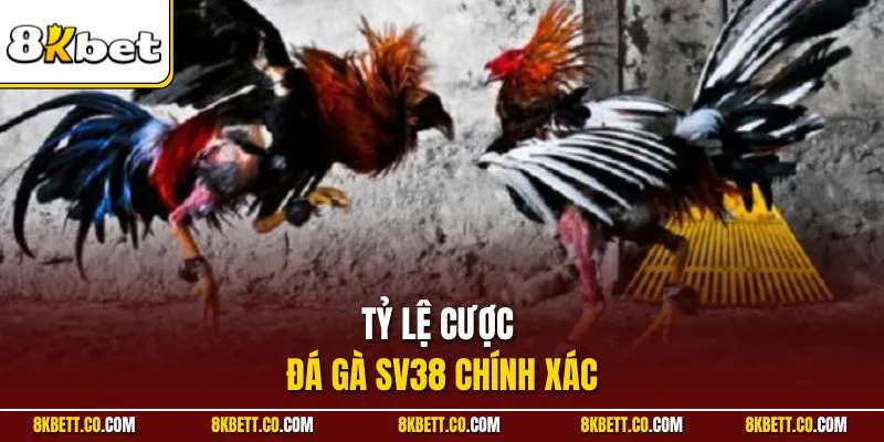 Tỷ lệ cược đá gà SV38 chính xác