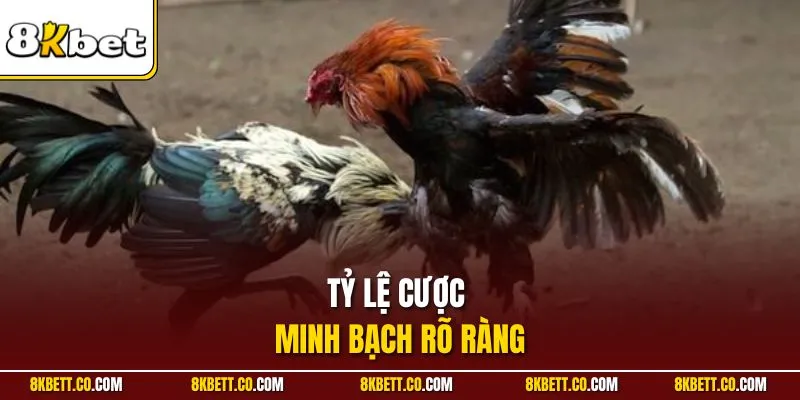 Tỷ lệ cược minh bạch rõ ràng