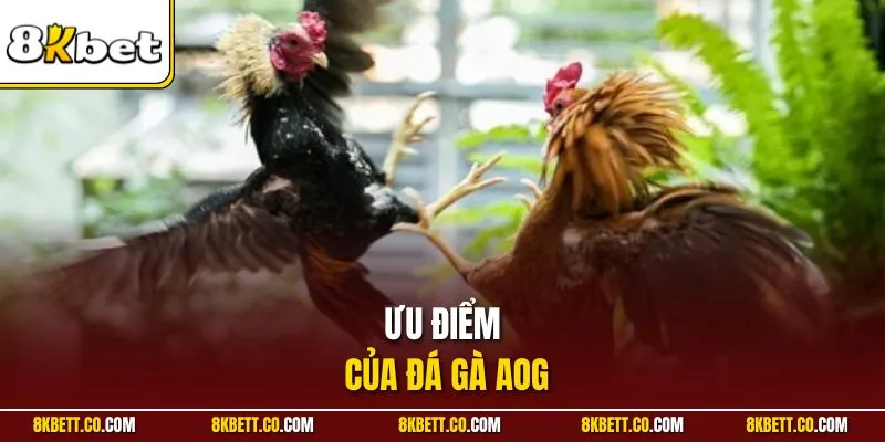 Ưu điểm của đá gà AOG