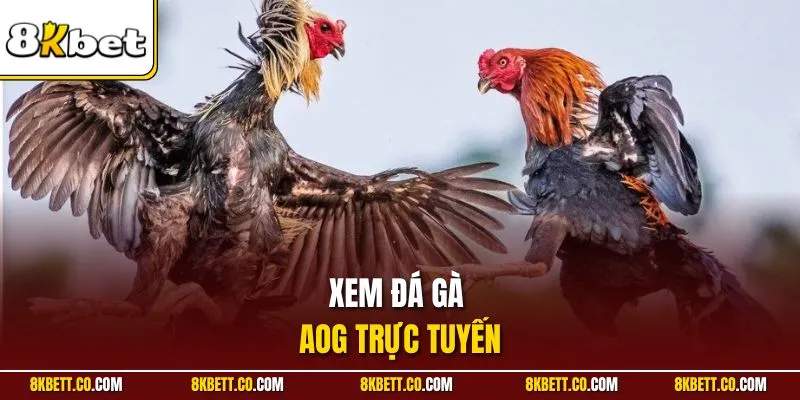 Xem đá gà AOG trực tuyến