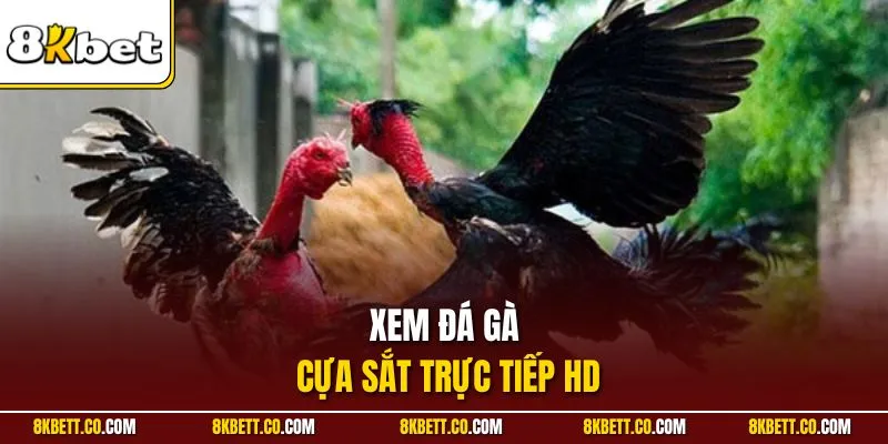 Xem đá gà cựa sắt trực tiếp HD